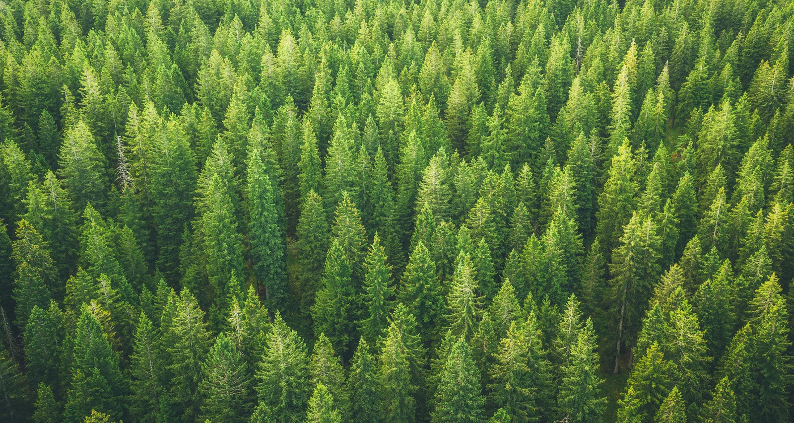 Homegrown Packaging for a Homegrown Brand. How a UK Seed Retailer Found the Perfect Partner in Peter Marsh Group